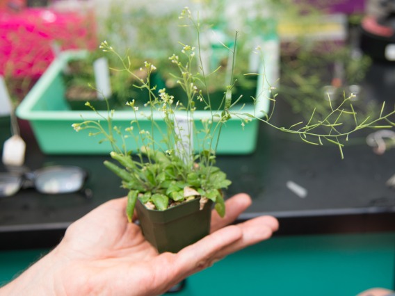 A person holding a plant in a lab
