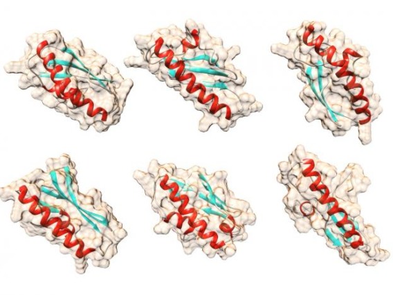 Six protein structures with red ribbons and blue beta sheets, Matt Cordes