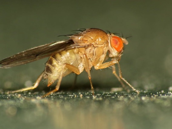 A fruit fly lands on a compost heap. 
