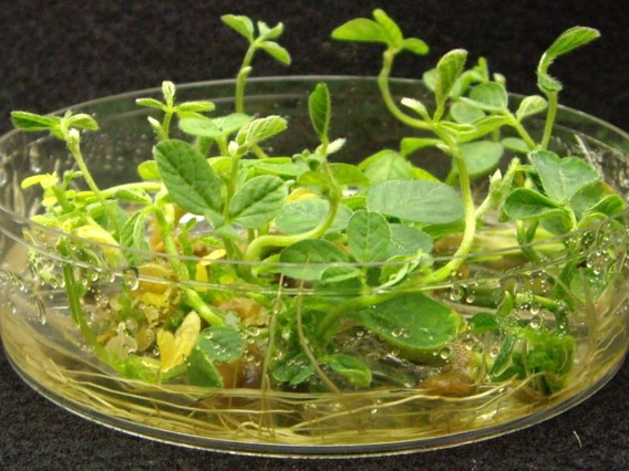 Transgenic soybeans in the last stages of tissue culture.