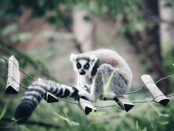 black and white lemur standing on a wooden bridge above grass - Unsplash