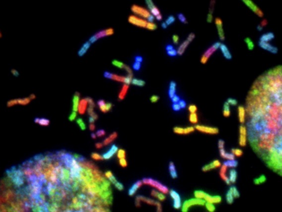 Karotype with multicolored chromosomes - Unsplash
