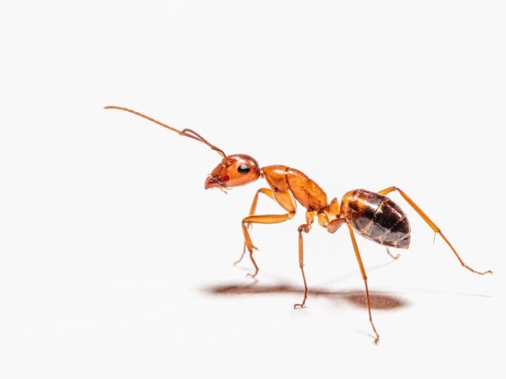Single ant on a white background - Peter Wolf, Unsplash