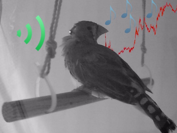 Black and white photo of a bird sitting on a perch with green, blue, red colored effects depicting sound overlayed over the photo