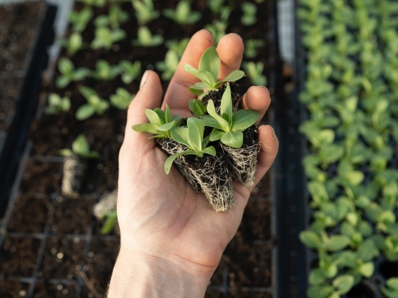 Left hand holding plants with roots in dirt, in front of seedlings in small planters