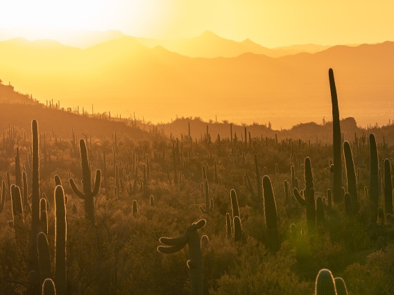 Sunset over Arizona landscape featuring Saguaro cacti and mountains in background