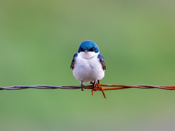 Bluebird sitting on barbed wire