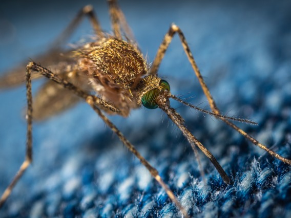 Up close of a brow mosquito