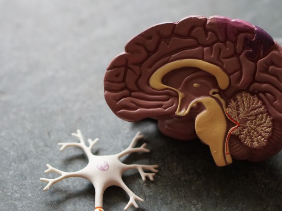 Model of brain and brain stem