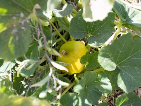 Plant with fruit in center.