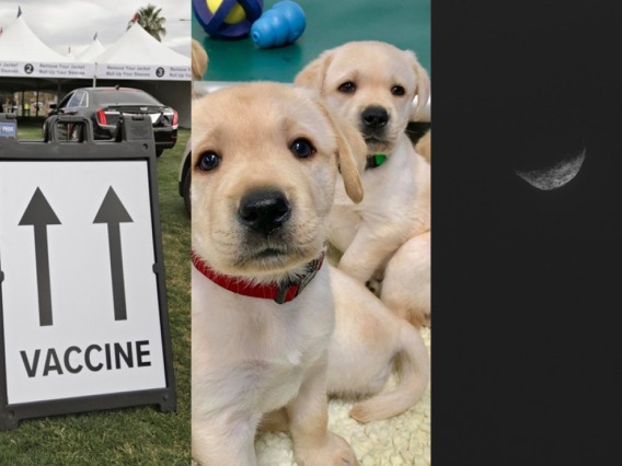 Collage image of vaccine sign, puppies, and an asteroid.