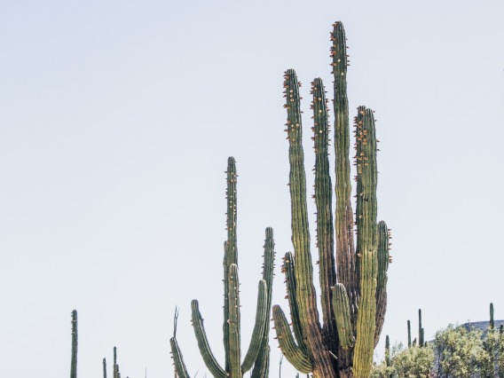 Saguaro cactus sandy desert landscape against clear, light blue sky