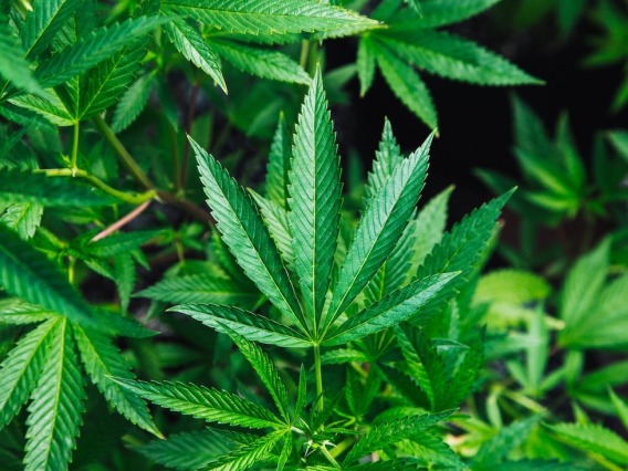 Cannabis plants,