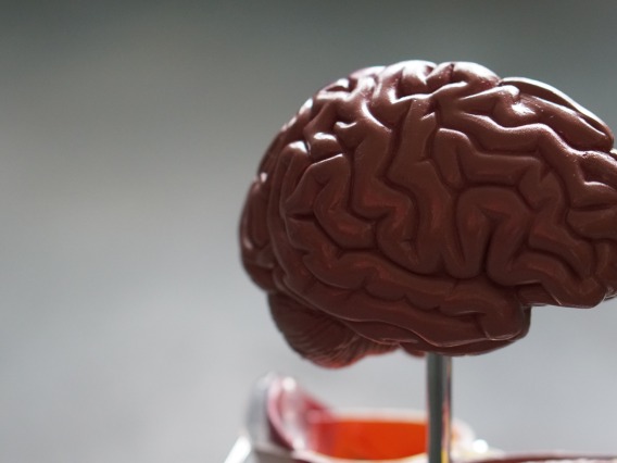 Model of a human brain against a plain gray background