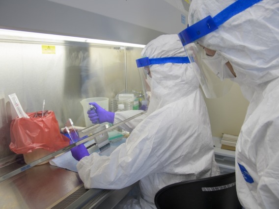 Two researchers donning white hazmat suits, clear face guards, purple gloves pipetting under a science lab hood 