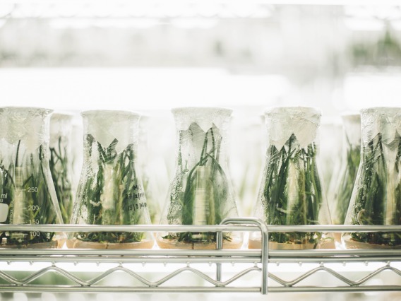 Plants inside a Lab
