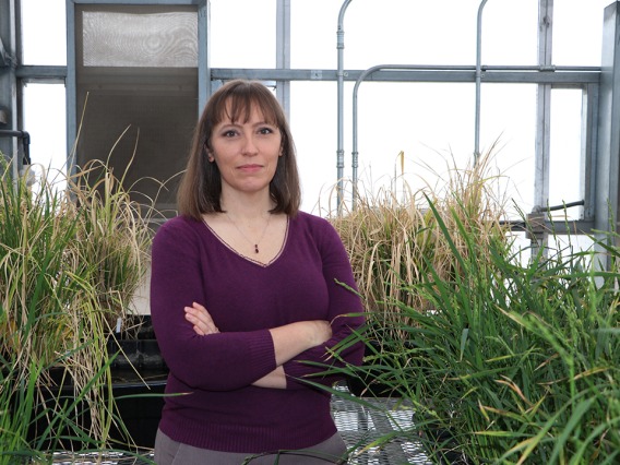 Dr Rebecca Mosher standing between plants.