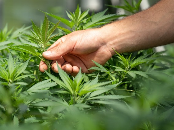 Hand picking up a leaf of a cannabis plant.