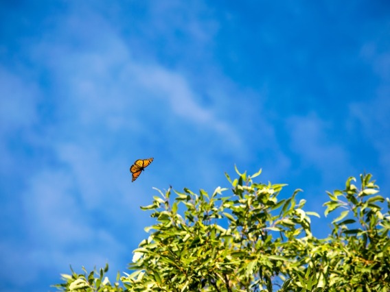 Monarch butterfly flying above tree