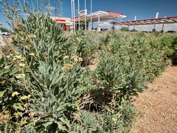 Guayule in rows with a red and white building in the background.