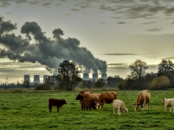 Cows in a pasture with smoke stacks in the background.