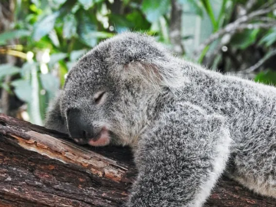 Koala sleeping