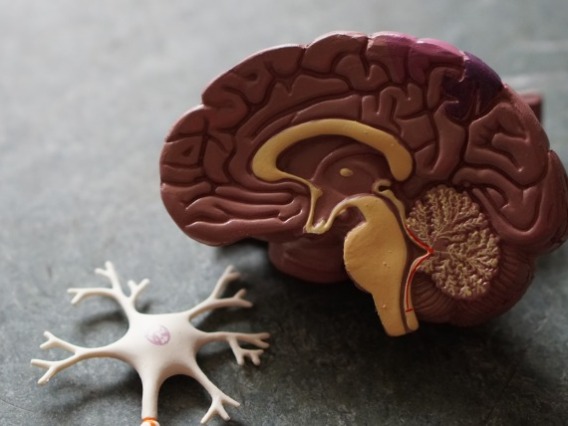 Model of brain and brain stem