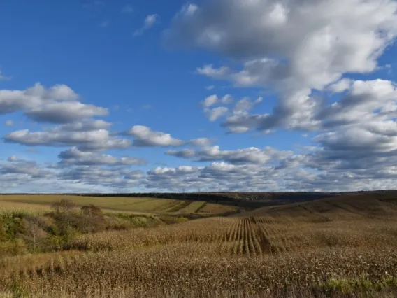 Waves of grain and blue sky