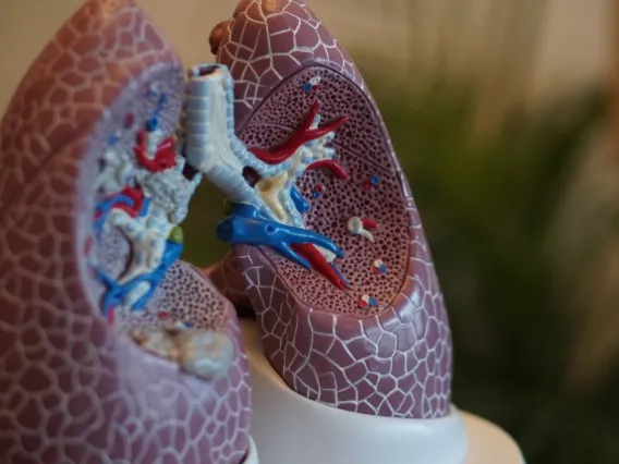 Model of lung