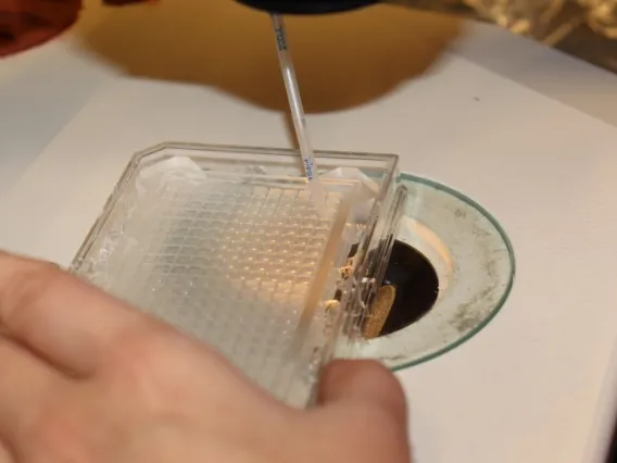 Pipetting in a well plate