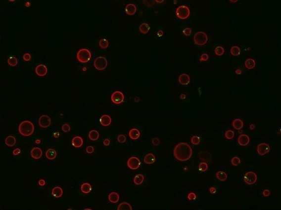 Yeast cells fluorescing red