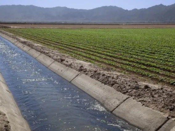 Lettuce fields with a canal