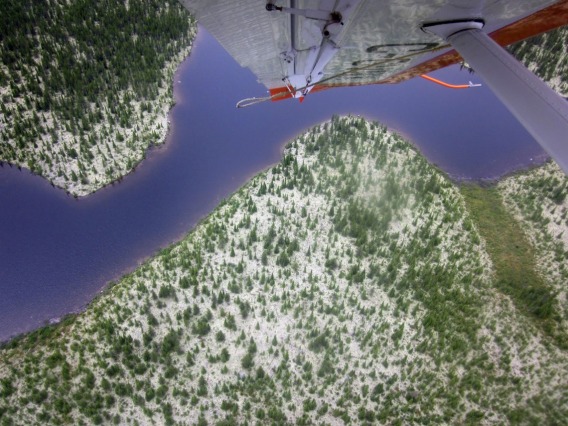 Remote areas of the boreal forests of eastern North America by floatplane