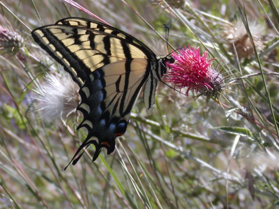 two-tailed swallowtail butterfly