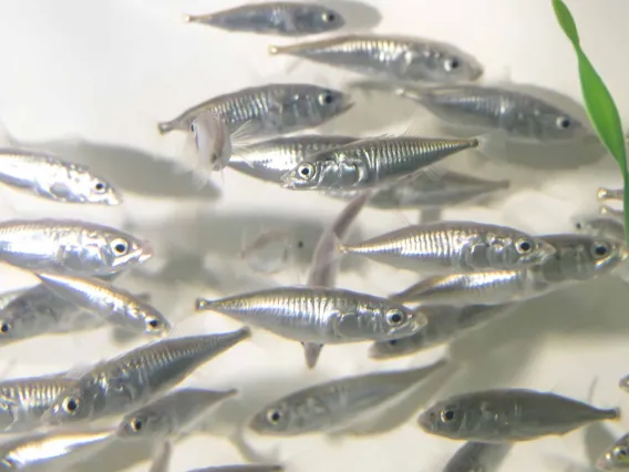 A group of small, silvery fish swimming together in clear water, with a green plant visible to the side.