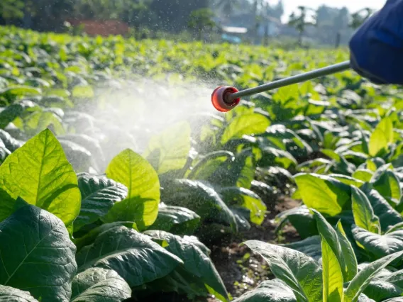 Person spraying pesticide on a field on a sunny day.