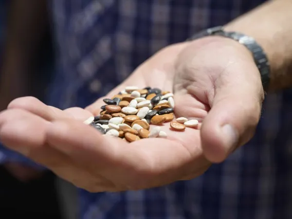 A person's cupped hands holding a variety of colorful beans.