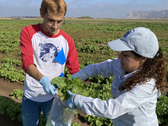 Two people harvesting lettuce in a field under a clear sky, one wearing a NASA t-shirt and the other in a blue cap.