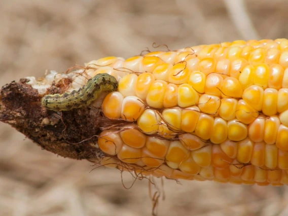 A caterpillar crawling on a partially eaten ear of corn.