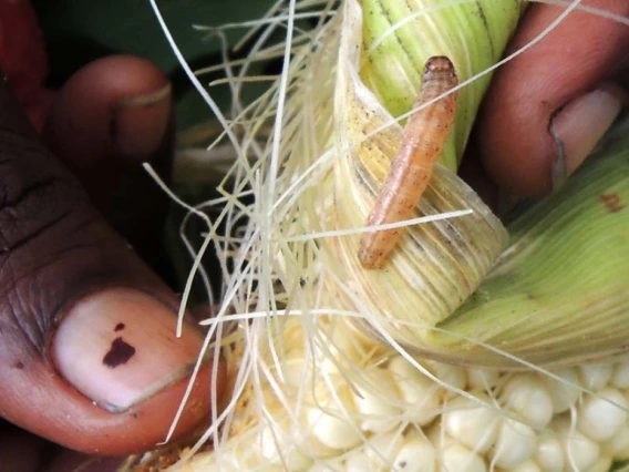 Corn earworm on a partially husked corn cob being held by a person with a visible fingernail mark.