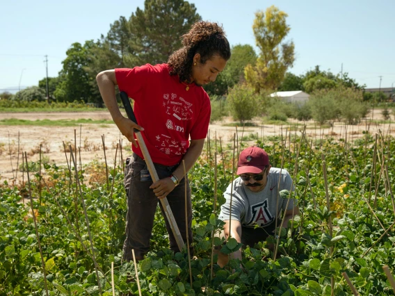 Two people gardening in a sunny field, one standing with a shovel and the other kneeling and examining plants, with trees and clear sky in the background.