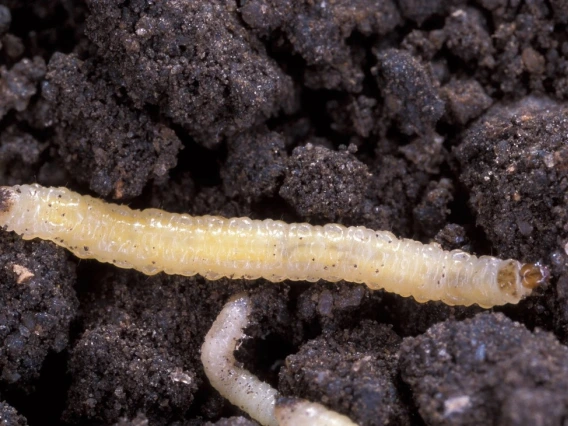 Close-up image of a small, translucent corn rootworm crawling through moist soil. 