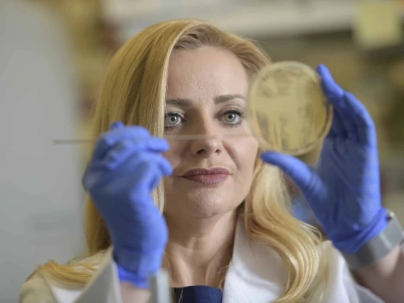 A scientist in a lab coat and gloves examines a petri dish closely.