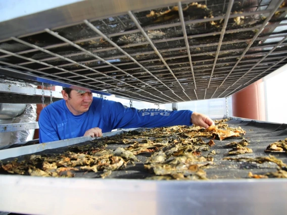 A worker inspects crabs on a sorting tray at a seafood processing facility.