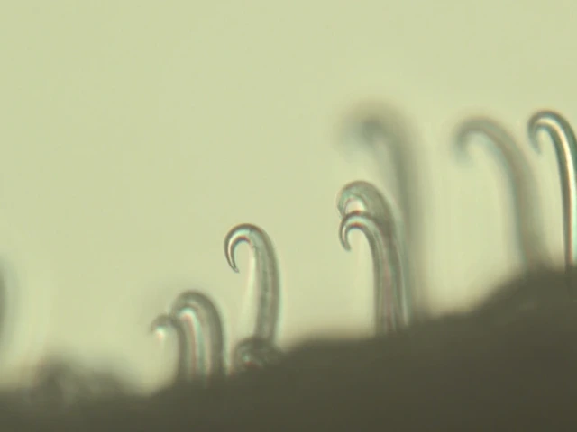 Close-up image of tiny, hook-shaped structures against a blurred background.