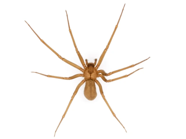 Brown recluse spider