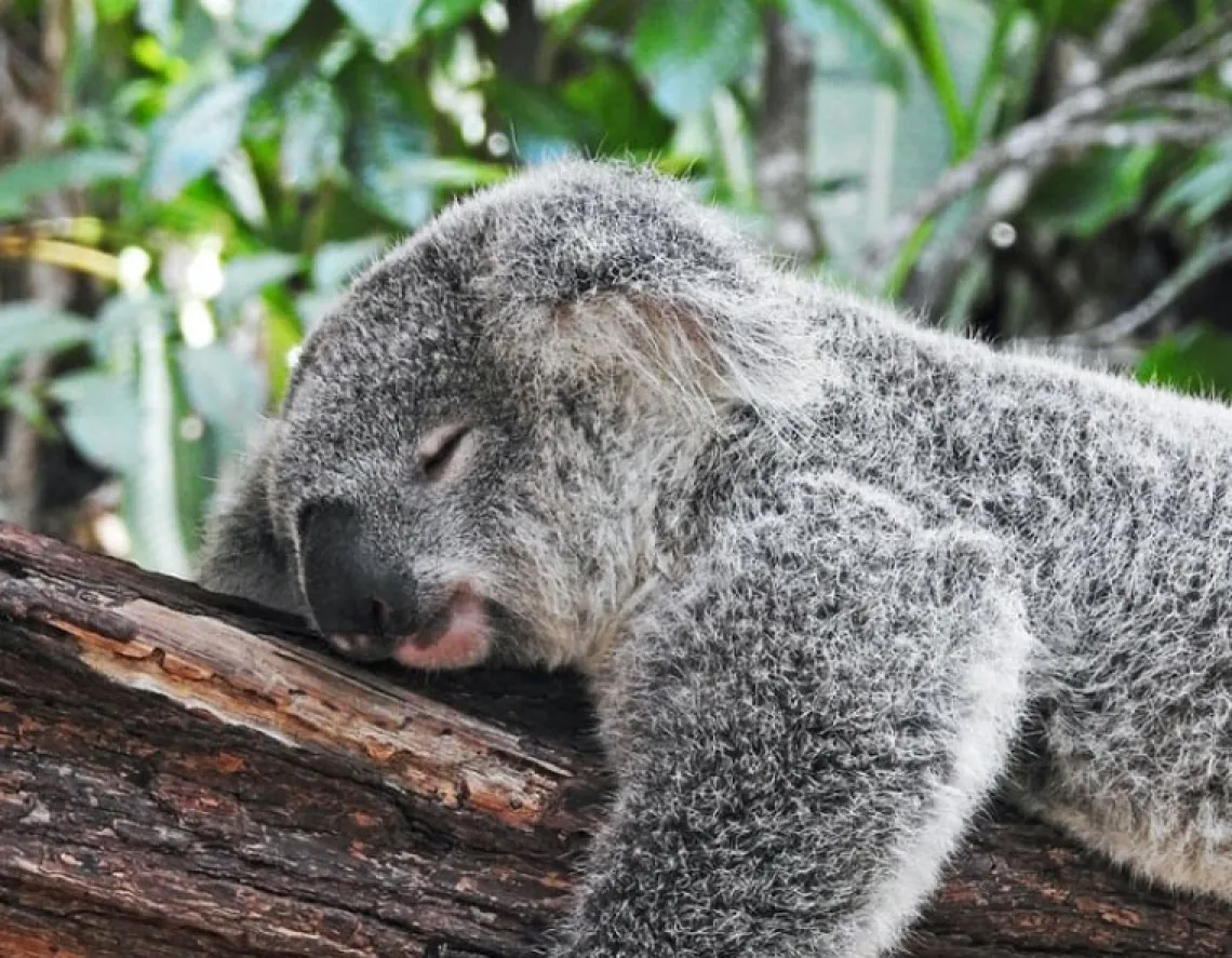 Koala sleeping