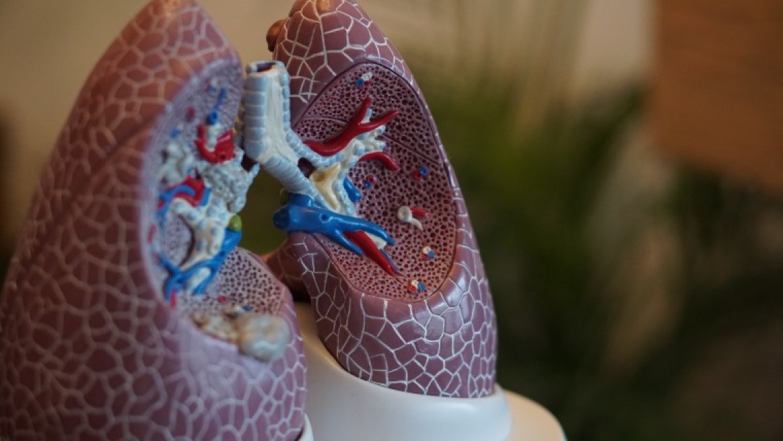 Model of lung