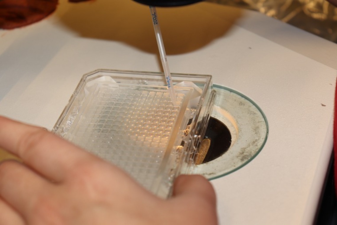 Pipetting in a well plate