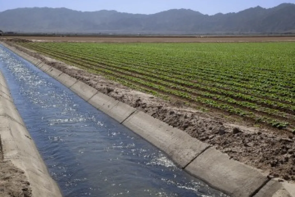 Lettuce fields with a canal